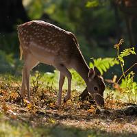 Fallow Deer 